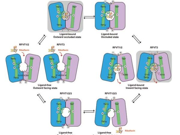AI画了个蛋白质，RNA“快递”从此不用靠病毒了