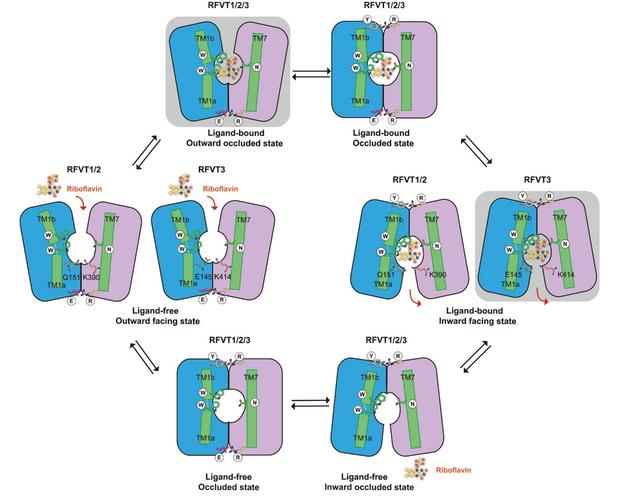 AI画了个蛋白质，RNA“快递”从此不用靠病毒了