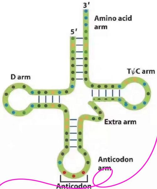 RNA转运相关分子结构